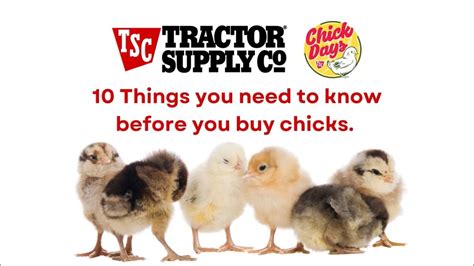 chicks tractor supply